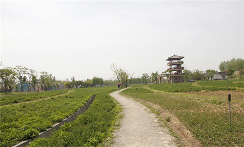 emc易倍杭州湾海上花田 营造在滩涂地上的花海景观(图4)