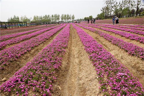 emc易倍杭州湾海上花田 营造在滩涂地上的花海景观(图6)