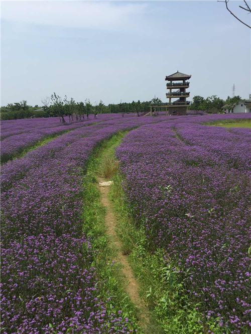 emc易倍杭州湾海上花田 营造在滩涂地上的花海景观(图18)