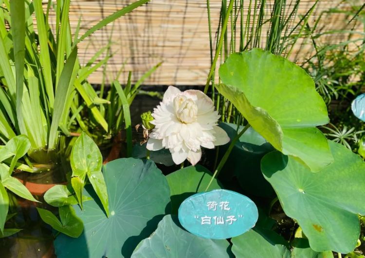 保定市植物园水生植物绽放新颜 “荷”你一起共享盛夏emc易倍(图1)