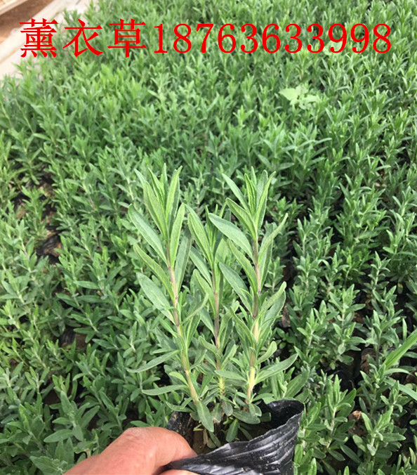 全emc易倍国各地水生植物100多个品种(图2)