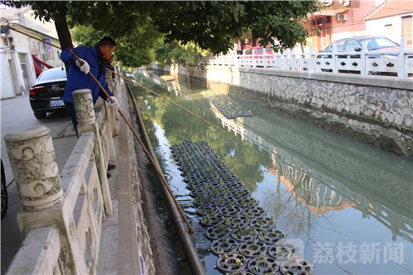 水生植物净化河道 既环保又美化环境emc易倍app(图1)