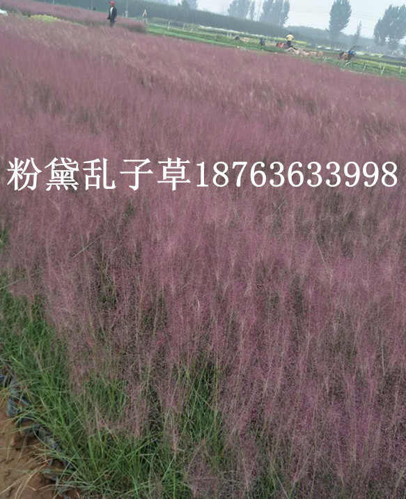 水生植物emc易倍体育(中国)官方网站花期花语图片(图1)