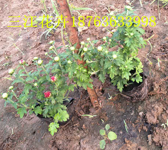 水生植物emc易倍体育(中国)官方网站花期花语图片(图3)