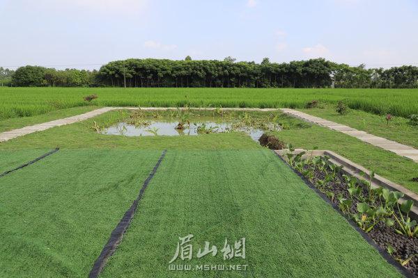 emc易倍彭山区：修建生态湿地池 集中治理农村污水(图1)