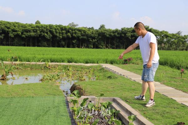 emc易倍彭山区：修建生态湿地池 集中治理农村污水(图3)