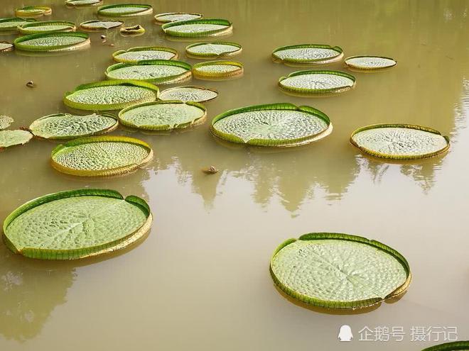 一个个似绿色的盘子浮在水面上您知道是啥植物吸引人们来观看emc易贝体育登录(图3)