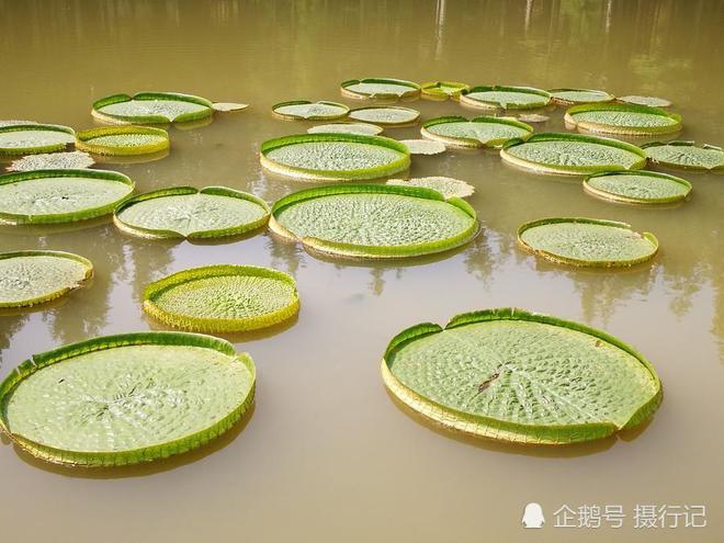 一个个似绿色的盘子浮在水面上您知道是啥植物吸引人们来观看emc易贝体育登录(图6)