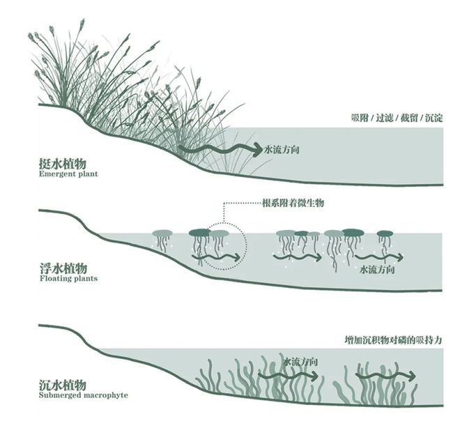 学生作品 滇池周边湿地公园水质emc易倍首页净化系统设计方案(图1)