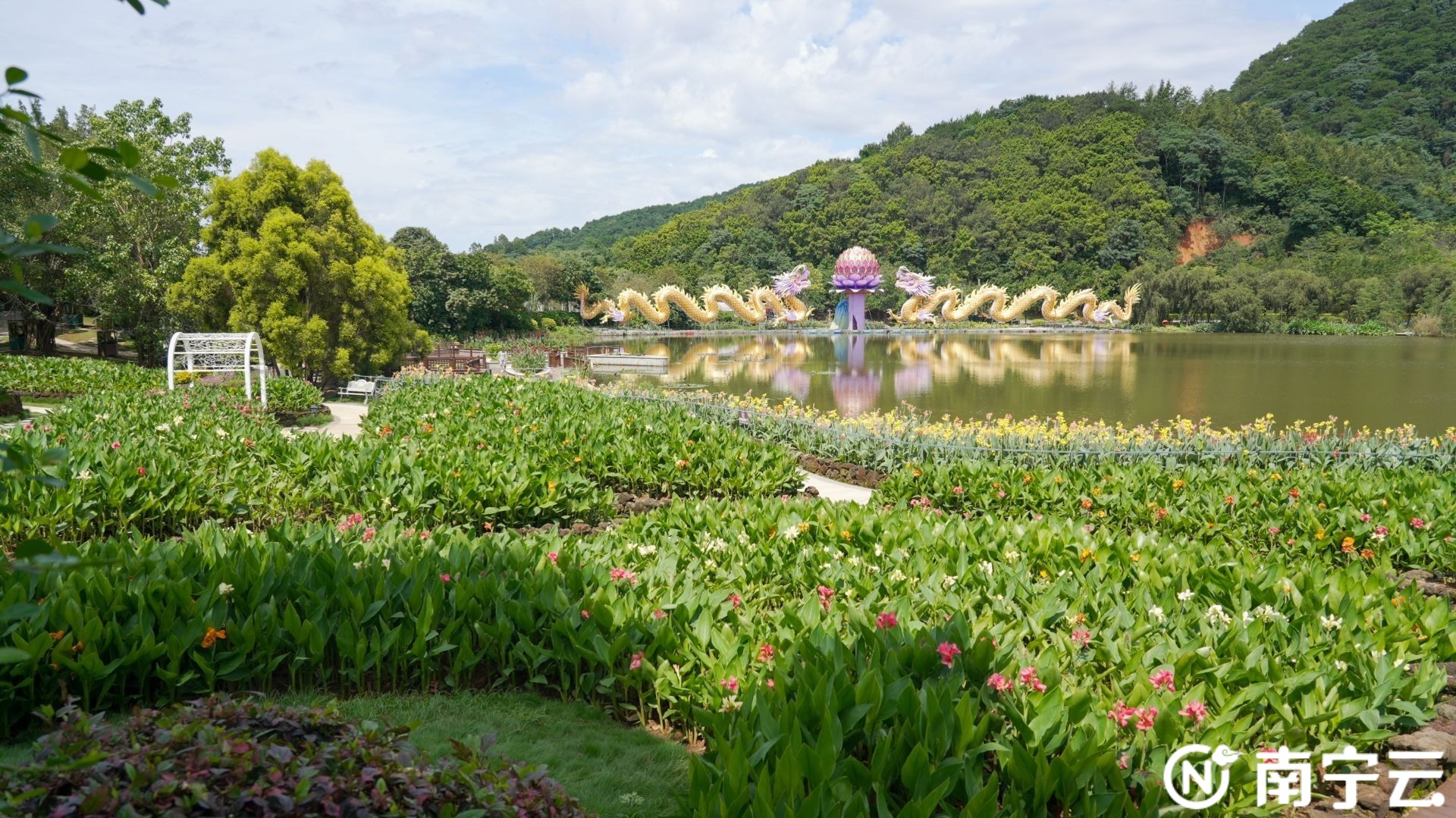 多种罕见品种emc易倍首页亮相！本周六起青秀山水生花卉观赏季“荷”你清爽一夏(图3)