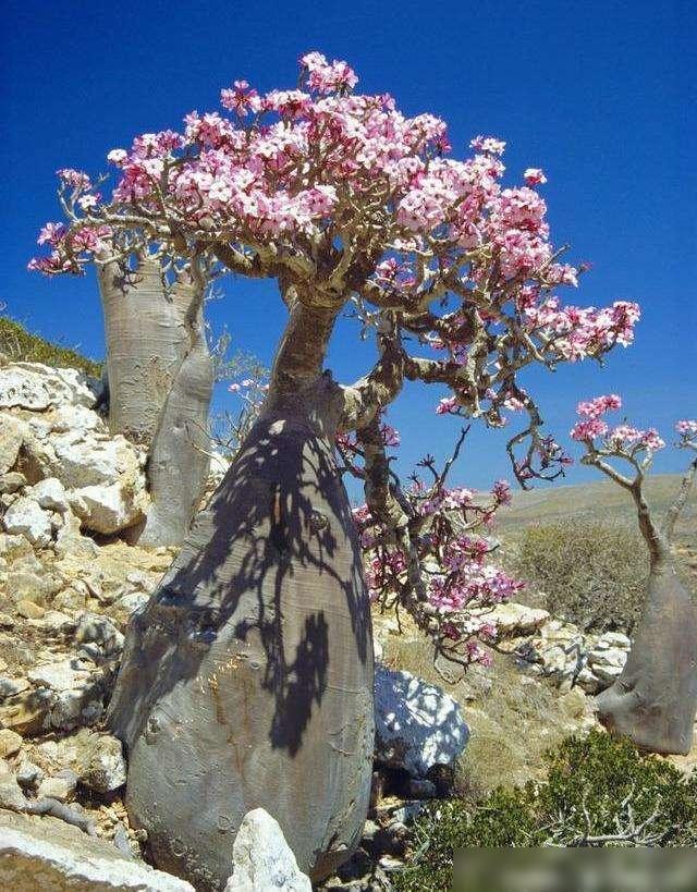 此花再贵家中都要种2棵号称“天下第一emc易倍美”全株花开260天(图3)