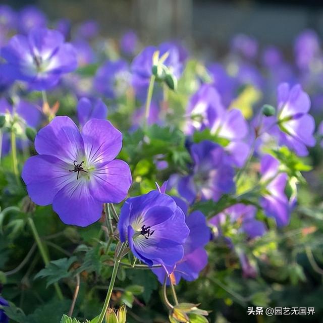 emc易倍体育(中国)官方网站干货｜12种花境植物适合全年观赏你喜欢吗(图7)